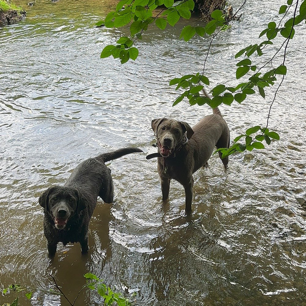 Hundetreffen-HUNDE Treffen-Profilbild
