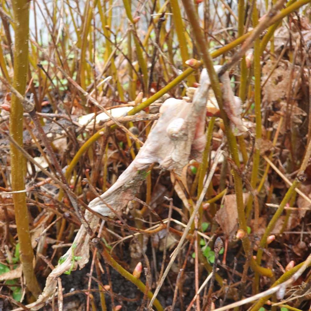 Giftköder-Fleischfetzen-Profilbild