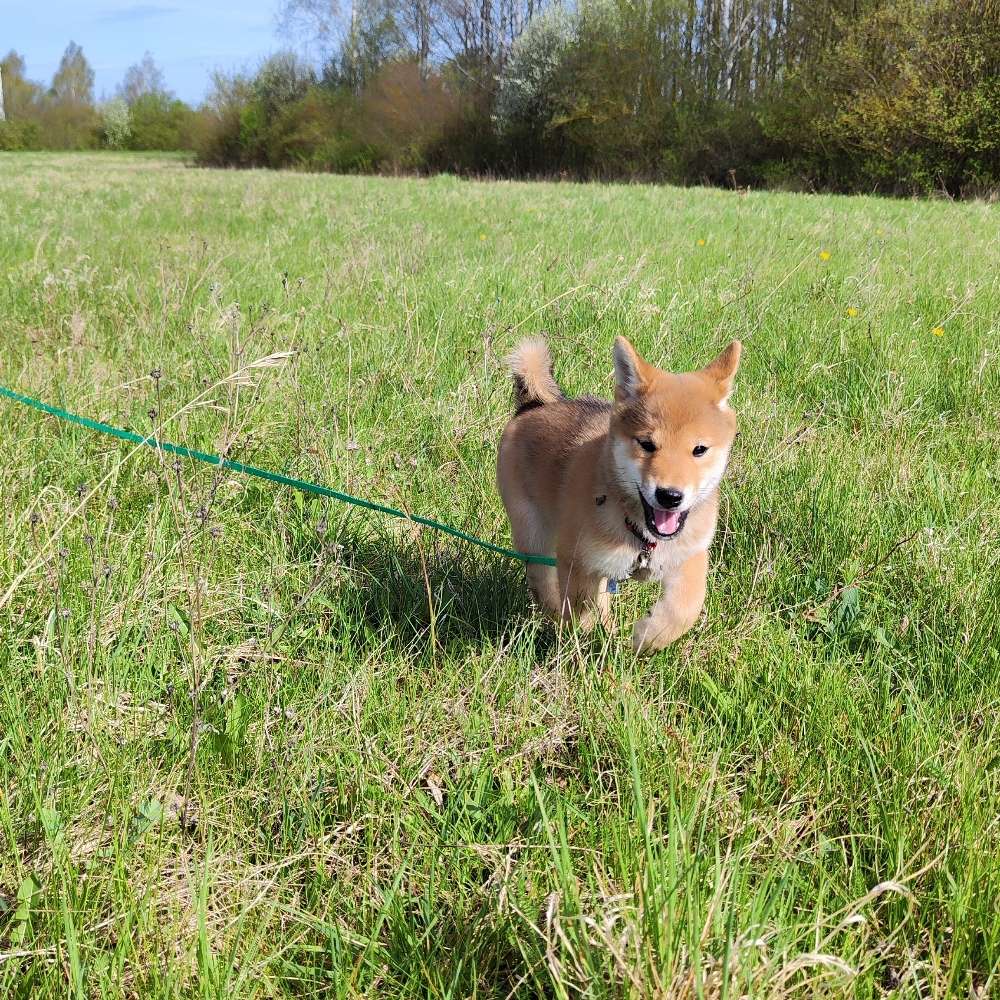 Hundetreffen-Welpen- und Junghundtreffen-Profilbild