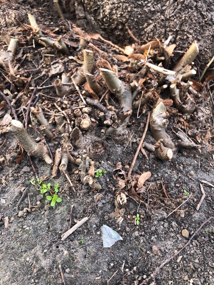 Giftköder-Glasscherben überall im Lindenpark-Profilbild