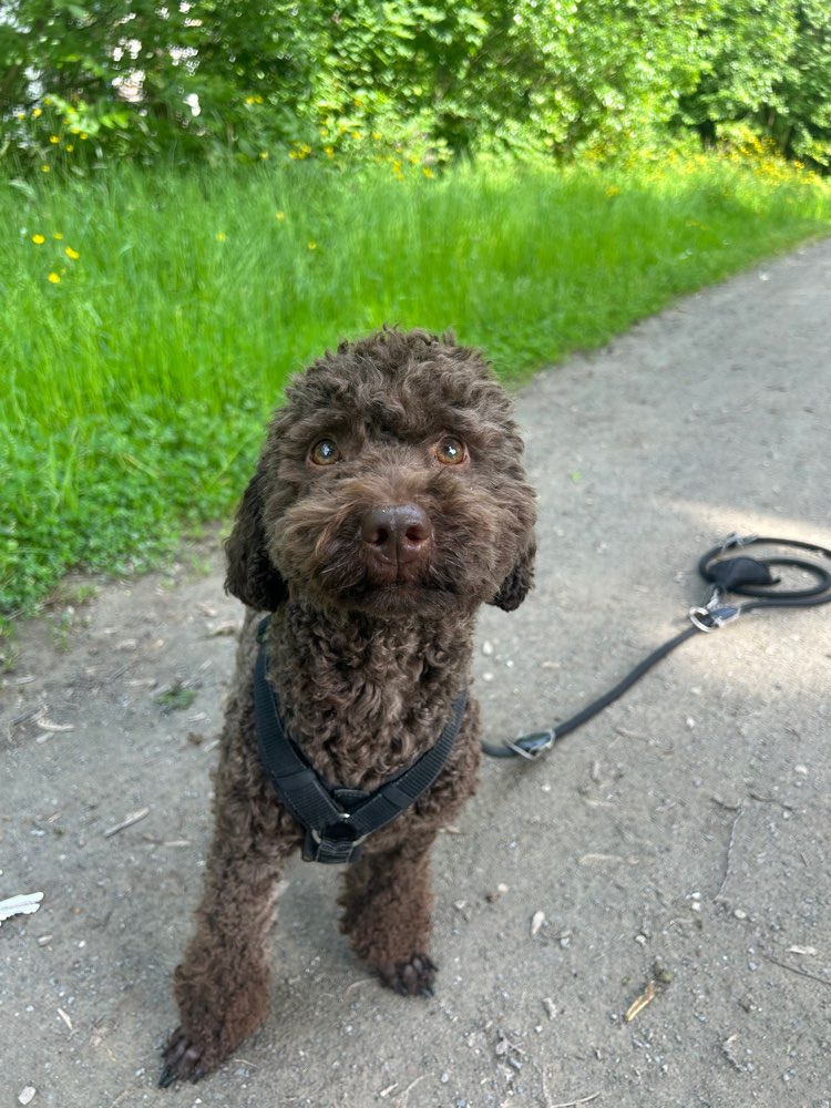 Hundetreffen-Hunde zum austoben gesucht-Profilbild