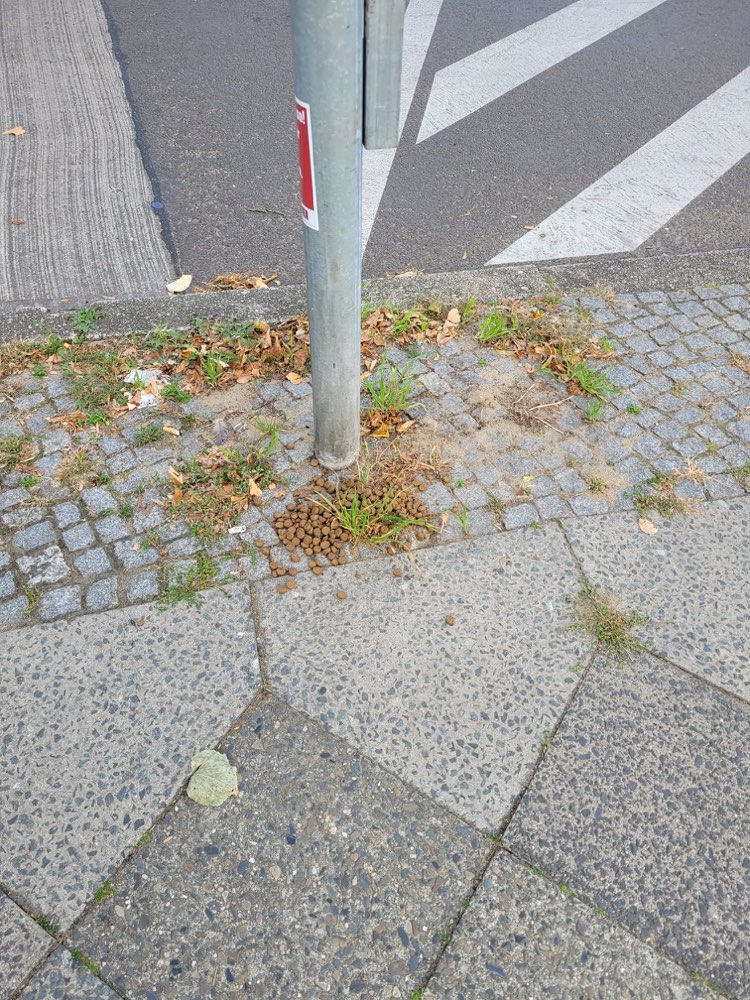 Giftköder-Trockenfutter platziert-Profilbild