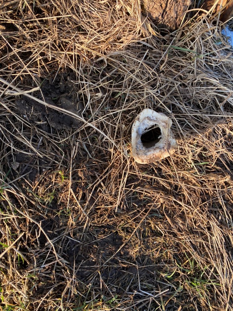 Giftköder-Knochenstück-Profilbild