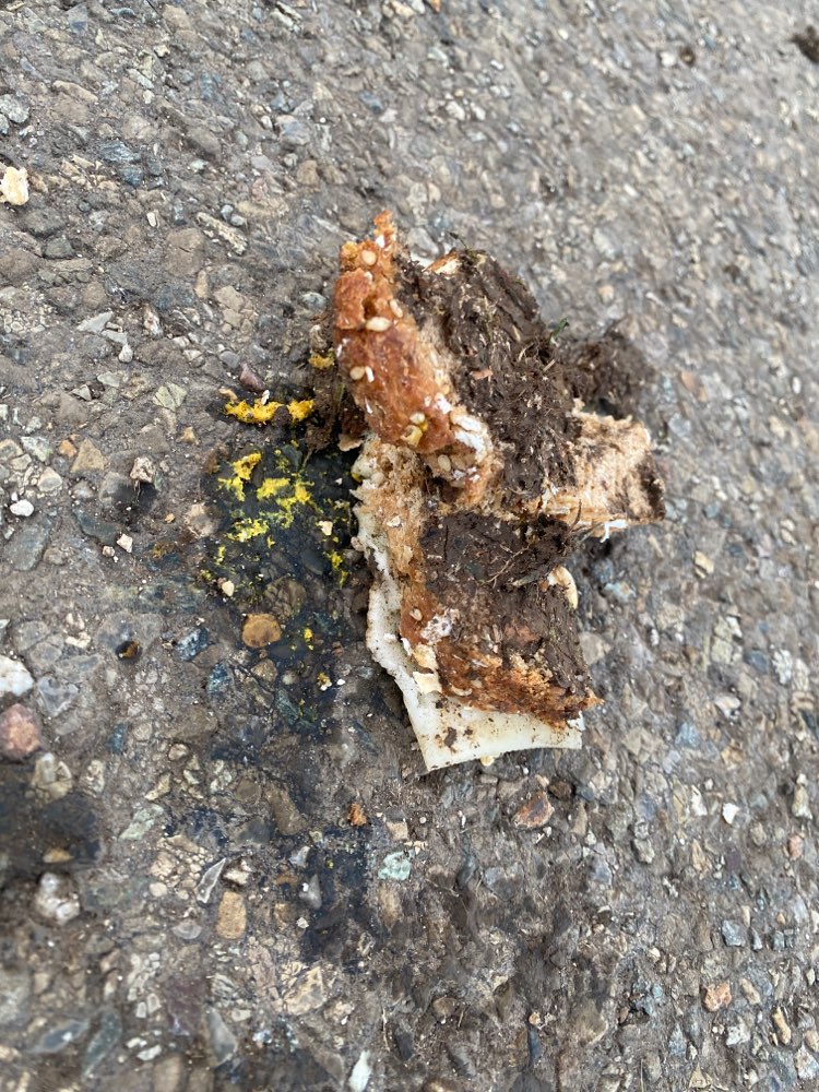 Giftköder-Verdächtiges Käsebrot-Profilbild