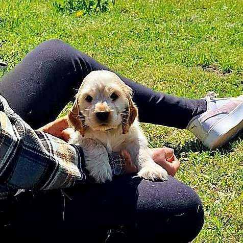 Hundetreffen-Gemeinsame Spaziergänge, wandern,  spielen.-Profilbild