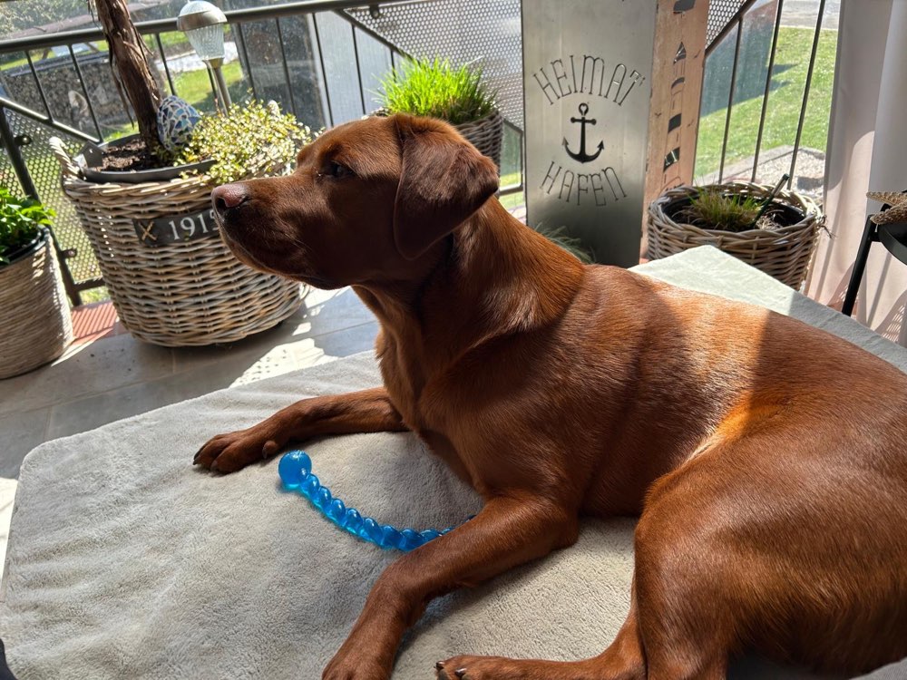 Hundetreffen-Gassirunde - gern mit Spielen und Toben-Profilbild