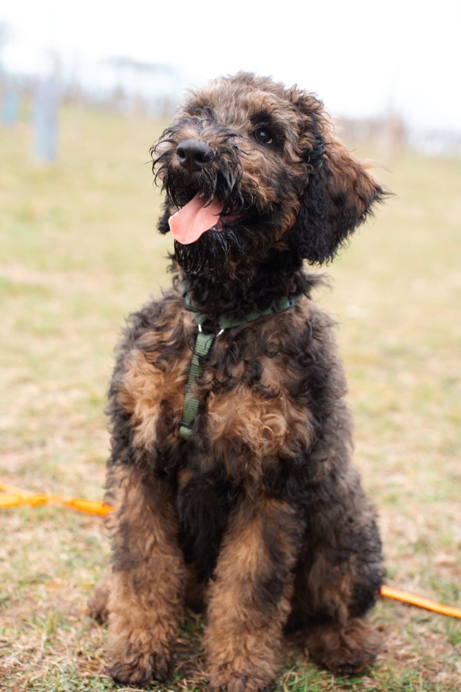 Hundetreffen-Spielgefährte für Gassirunden-Profilbild