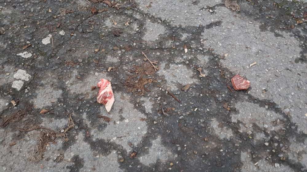 Giftköder-Eventuell Giftköder-Profilbild