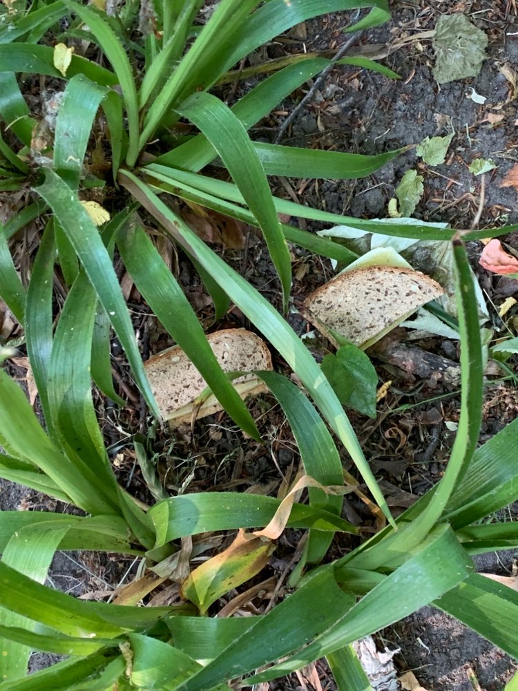 Giftköder-Brot ausgelegt oder weggeworfen-Profilbild