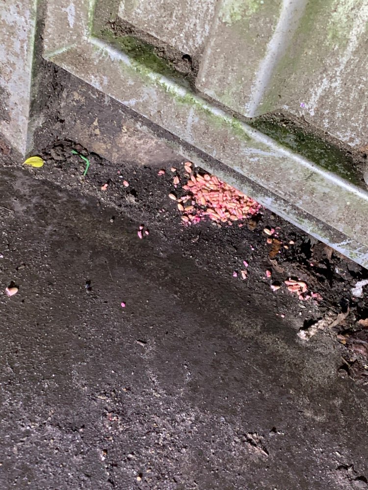 Giftköder-Rattengift-Profilbild