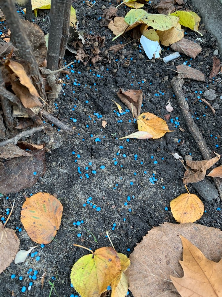 Giftköder-Blau Korn (Horn)-Profilbild