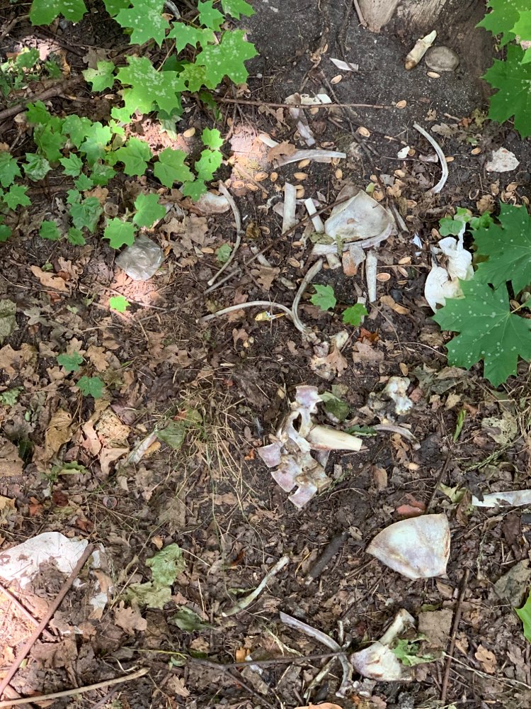 Giftköder-Tierknochen-Profilbild