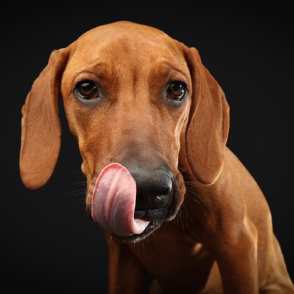 Hundetreffen-Spiel treffen-Profilbild