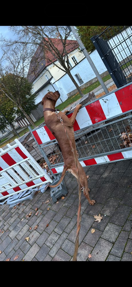 Hundetreffen-Suche Spiel oder auch gassi Freunde-Profilbild