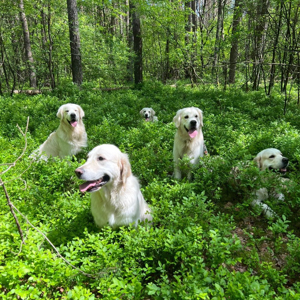 Hundetreffen-Hundetreffen-Profilbild