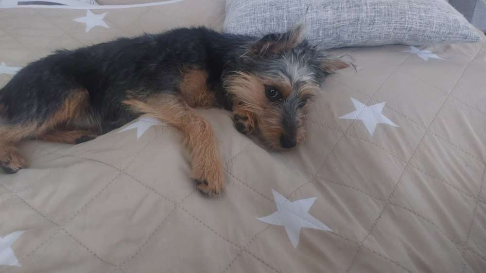 Hundetreffen-Spiel und Gassi runde-Profilbild