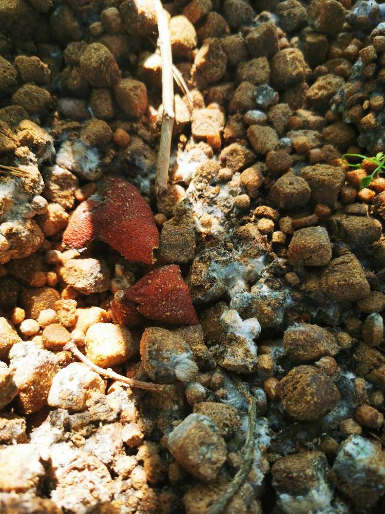 Giftköder-Hundefutter-Profilbild