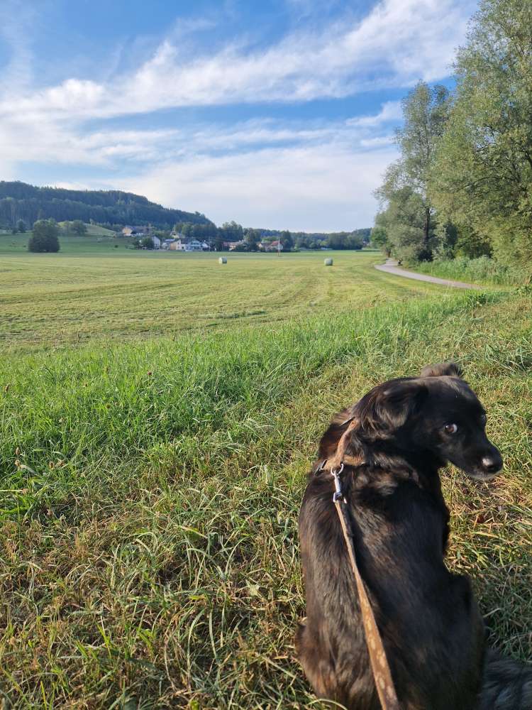 Hundetreffen-Suche nach Gassi-Buddies 🐶-Profilbild