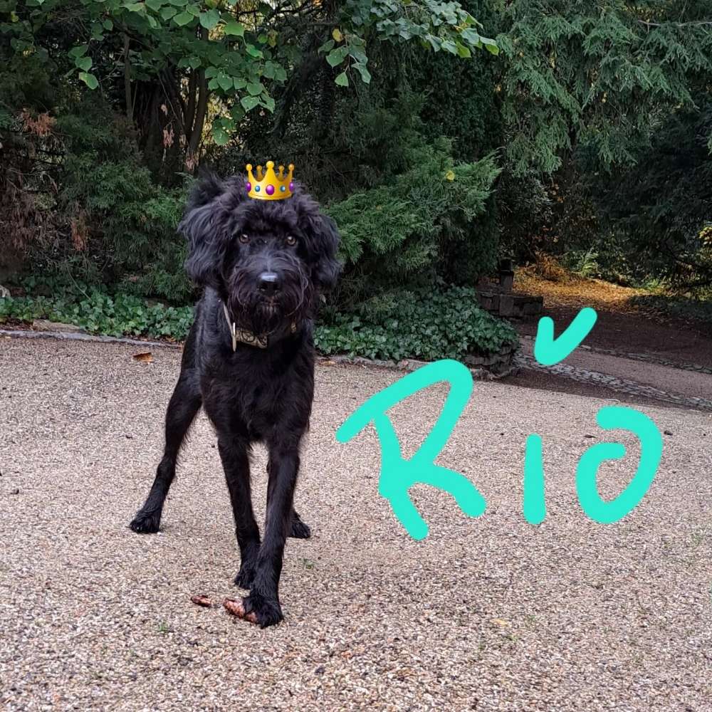 Giftköder-Jogger mit gezogenem Messer!-Profilbild