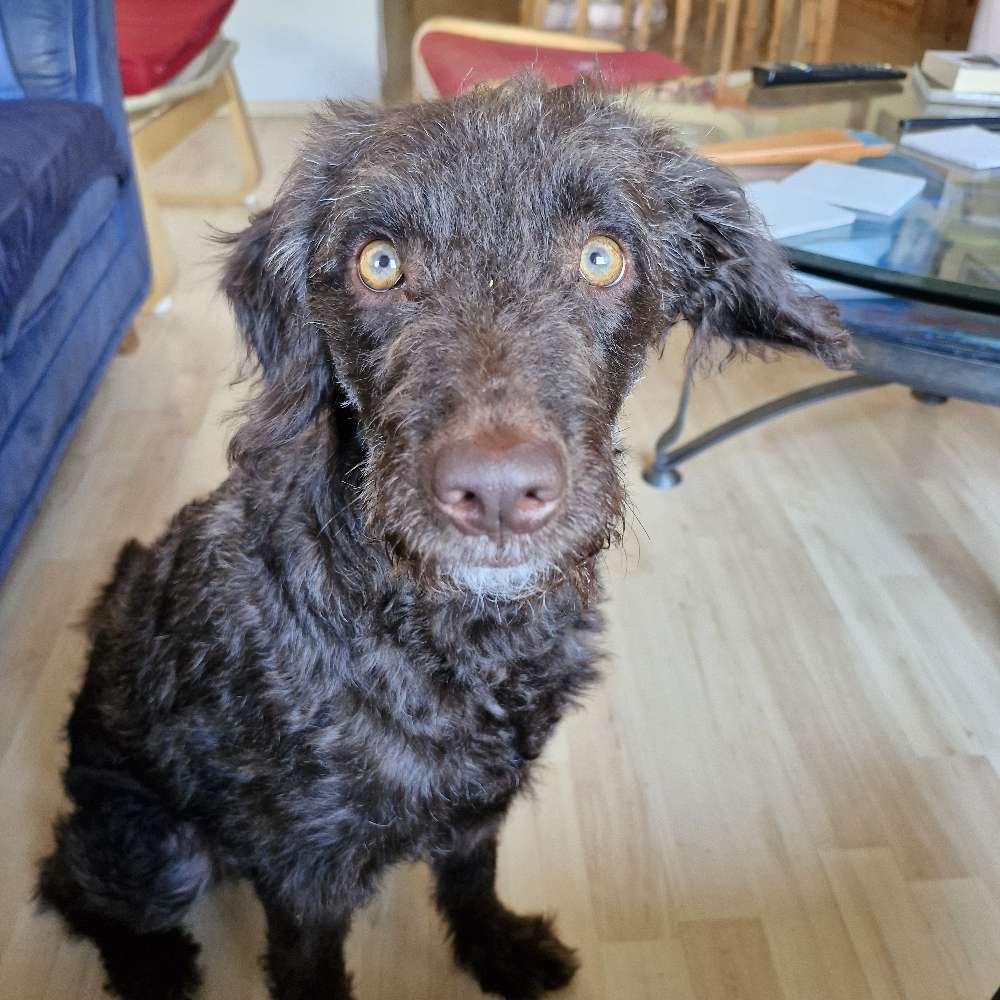 Hundetreffen-Spaziergang-Profilbild