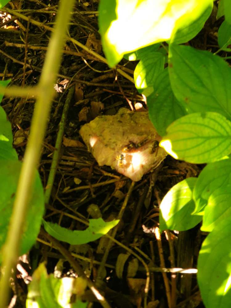 Giftköder-Fleischstücke im Gebüsch-Profilbild