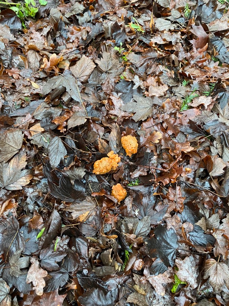 Giftköder-Verdächtige Essensreste-Profilbild