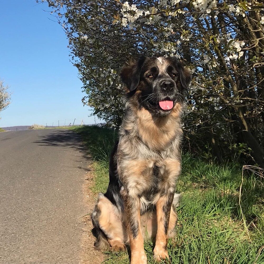 Hundetreffen-Trainingsspaziergang-Profilbild