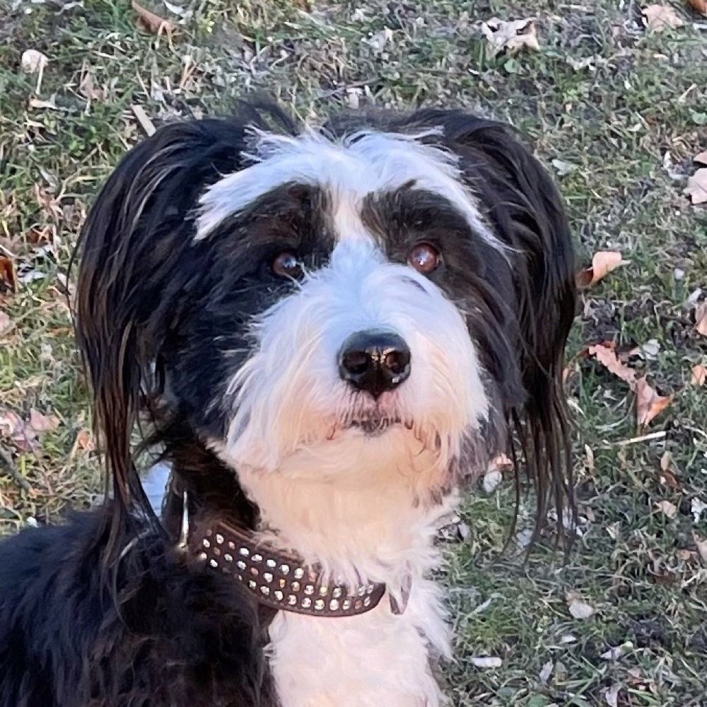 Hundetreffen-Suche immer noch liebe Hundekumpel!-Profilbild