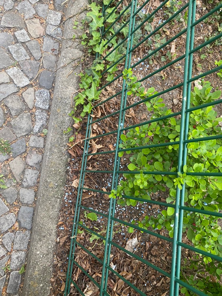 Giftköder-Blaukorn oder Rattengift-Profilbild