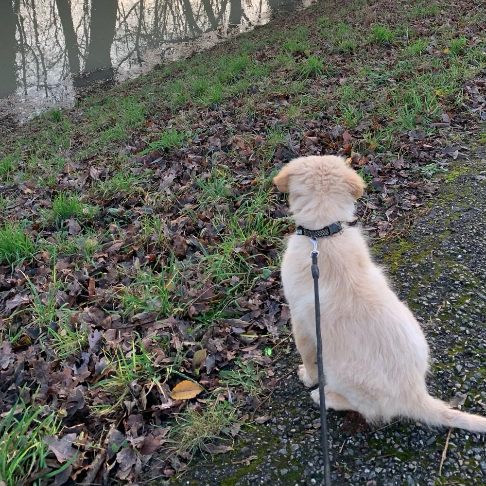 Hundetreffen-Spiel und oder gassi-Profilbild