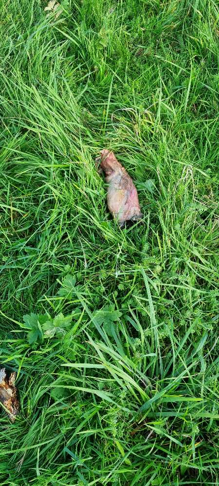 Giftköder-Tierrest auf der Wiese-Profilbild