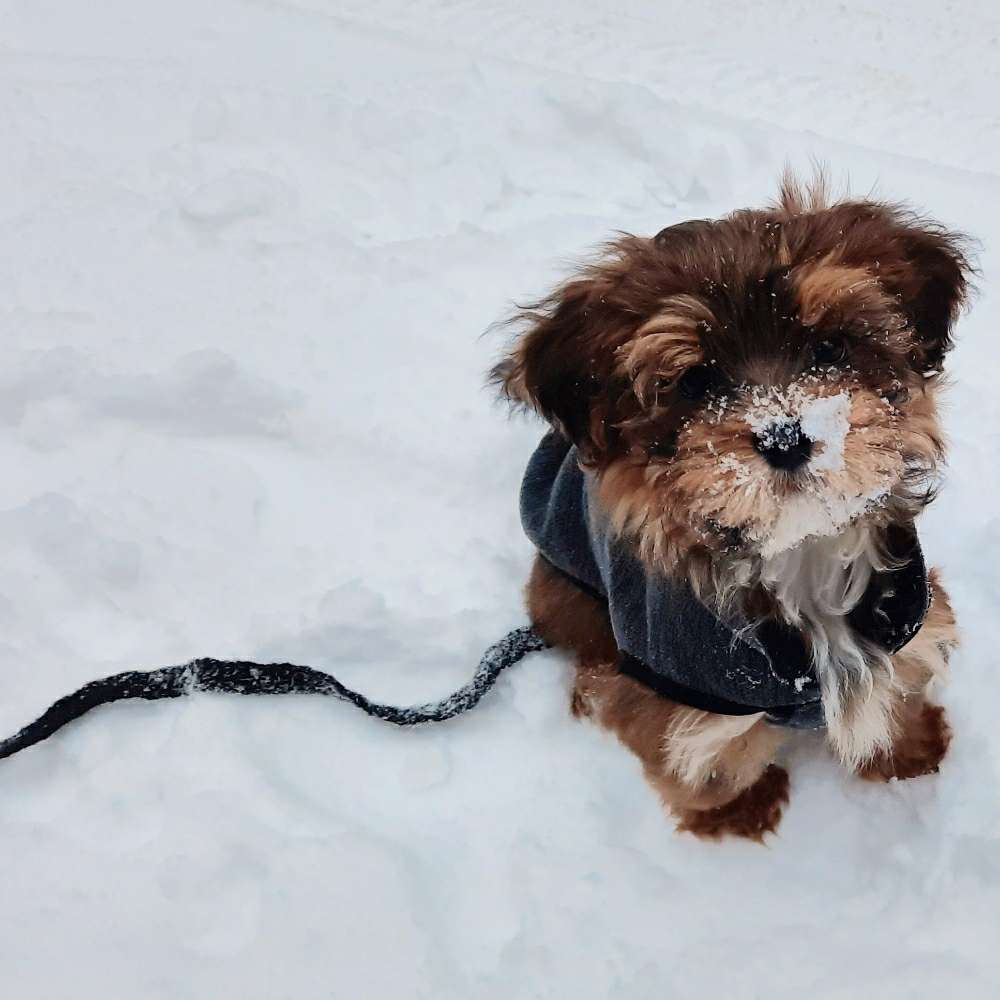 Hundetreffen-Welpentreffen für kleine Hunde-Profilbild