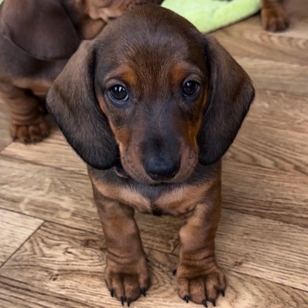 Hundetreffen-Welpentreffen oder Kleinhundetreffen-Profilbild