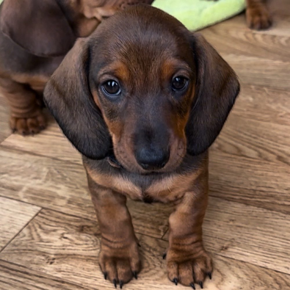 Hundetreffen-Welpentreffen oder Kleinhundetreffen-Profilbild