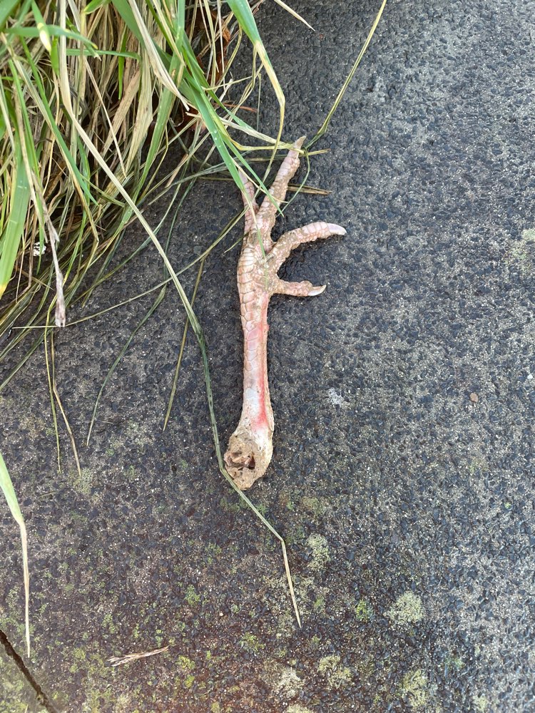 Giftköder-Vorsicht Hühnerteile in Trois-Kriegsdorf-Profilbild