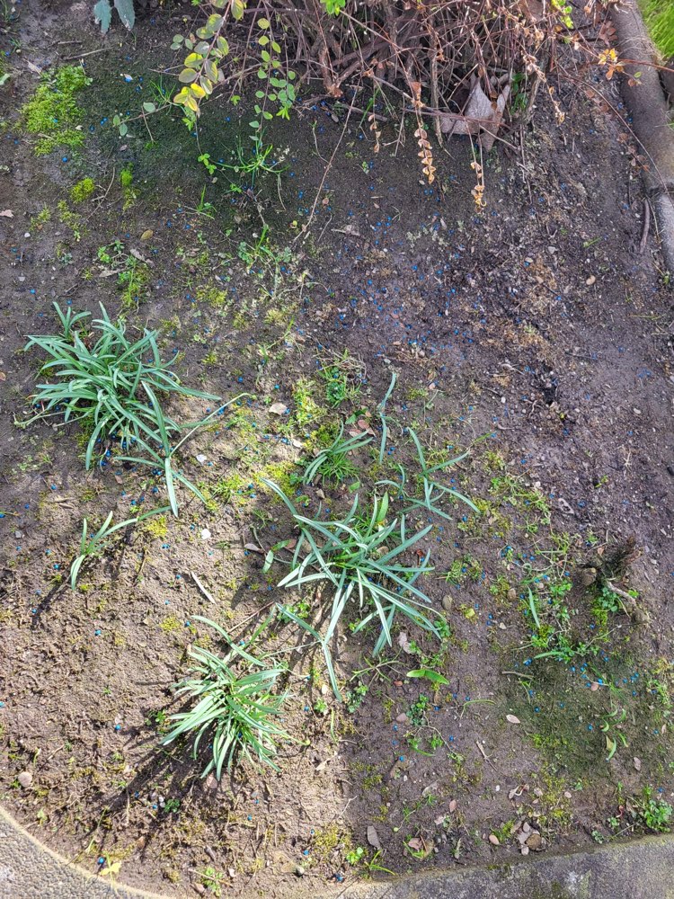 Giftköder-Schneckenkorn-Profilbild