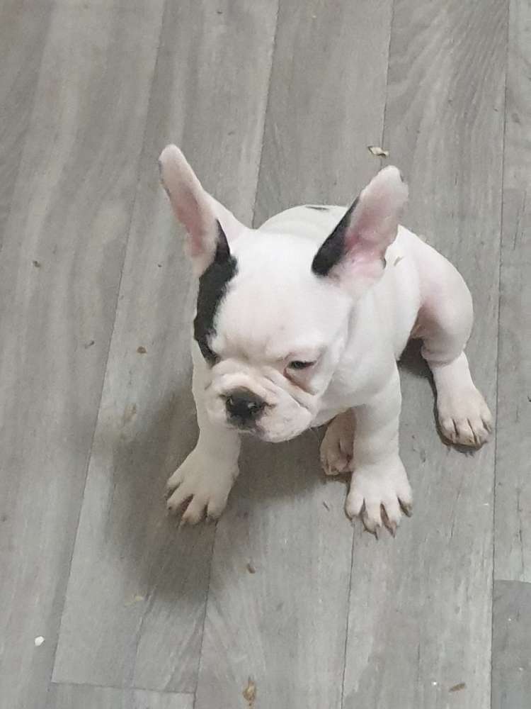 Giftköder-Vermeintliche Giftköder nähe Hundeschule-Profilbild