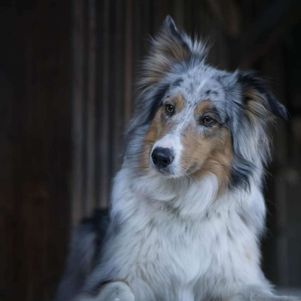 Hundetreffen-Gassi, spielen und vielleicht ein bisschen Training-Profilbild