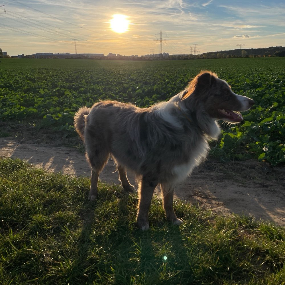 Hundetreffen-Hundebegegnung- / Trainingspartner gesucht-Profilbild