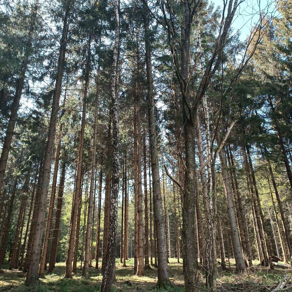 Hundetreffen-Welpentreffen Neumünster-Profilbild