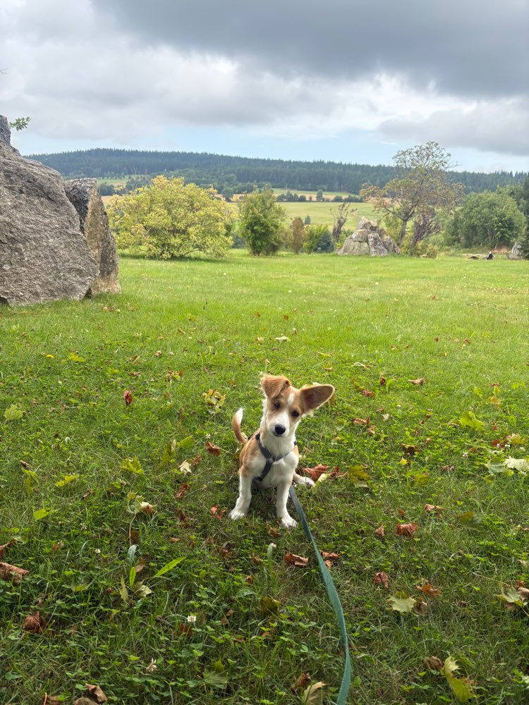 Hundetreffen-Hundekontakt - Spielerunde-Profilbild