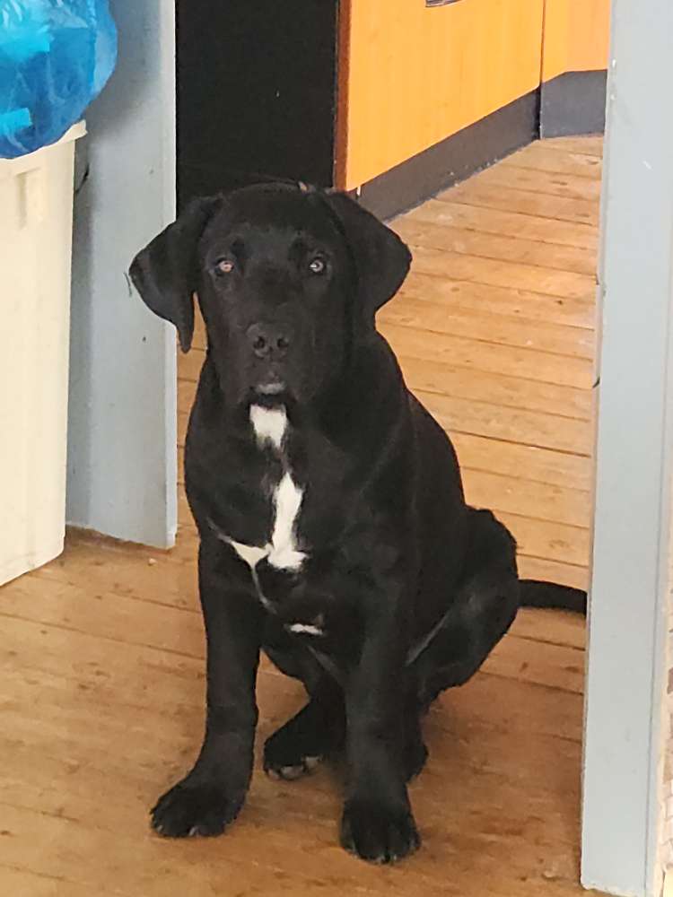 Hundetreffen-Spielen und Kennenlernen-Profilbild