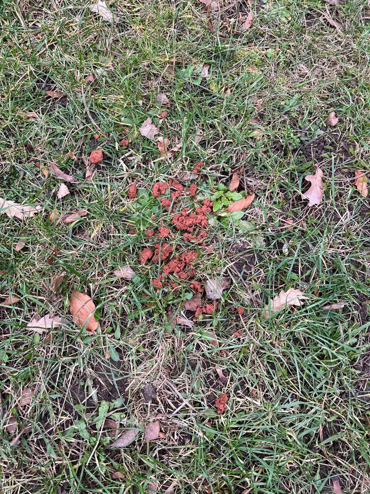 Giftköder-Vermutlich Giftköder-Profilbild