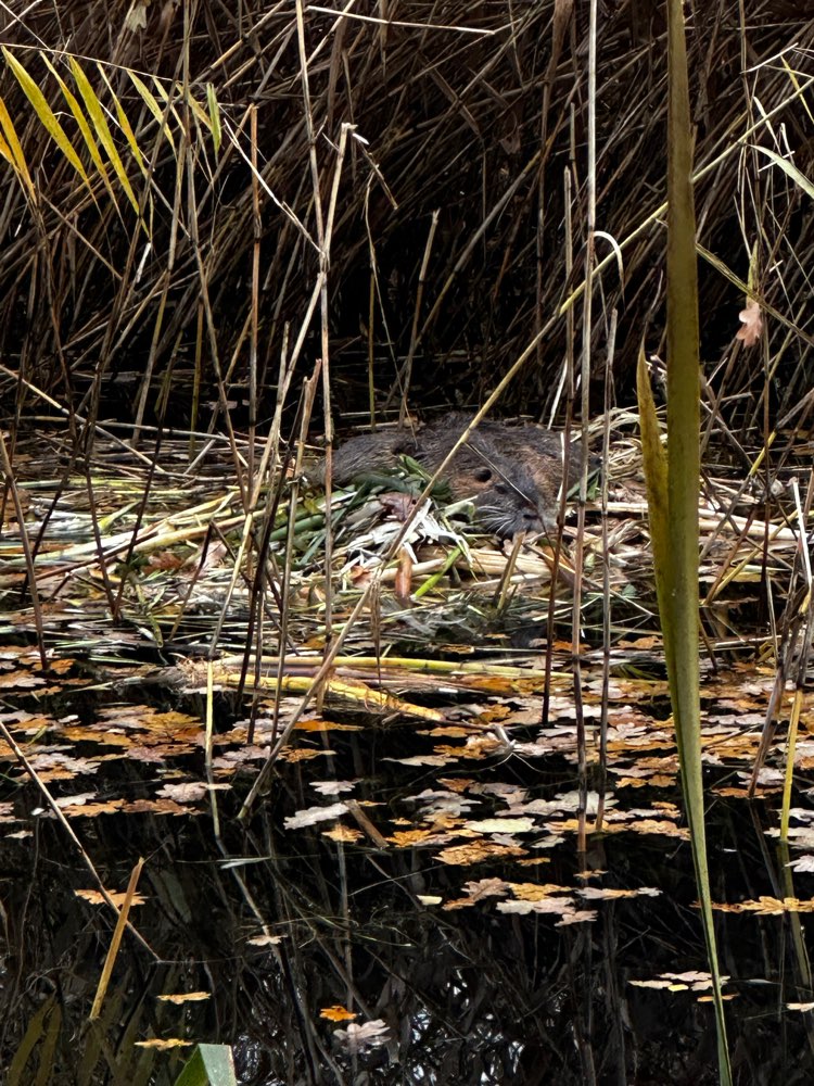 Giftköder-Nutria mit Babys-Profilbild