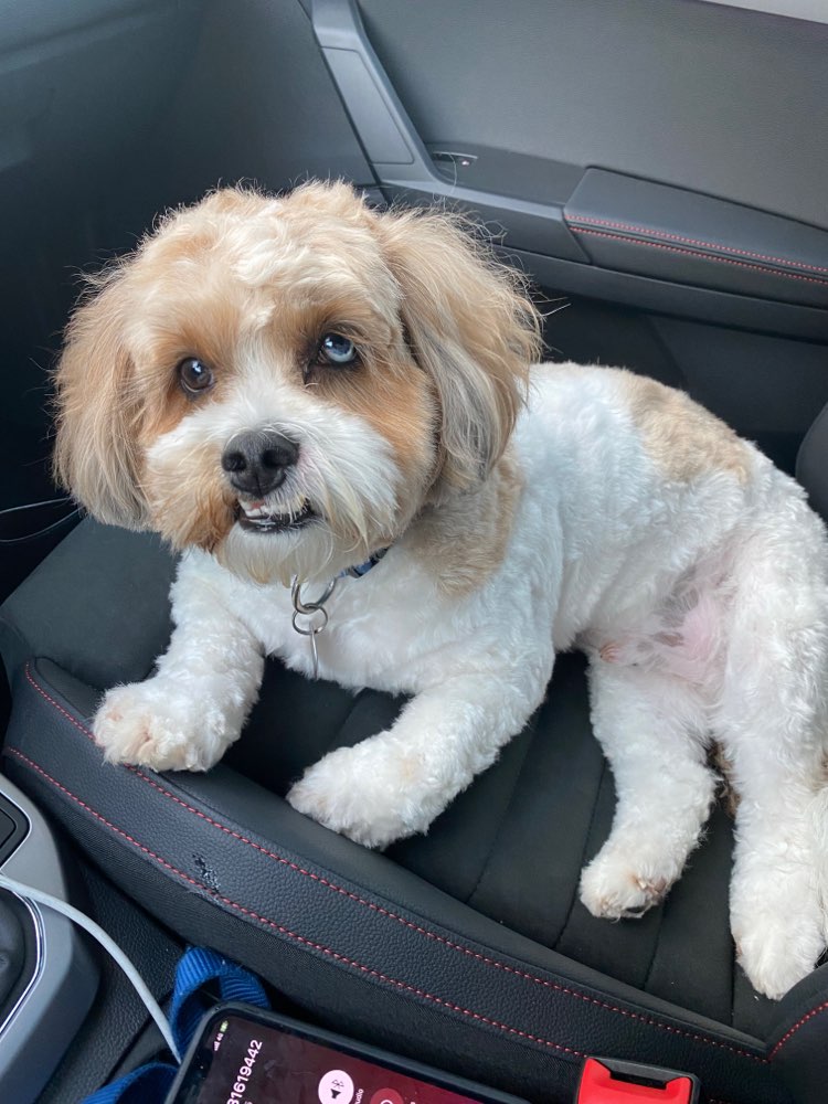 Hundetreffen-Spielerunde in Obermenzing-Profilbild