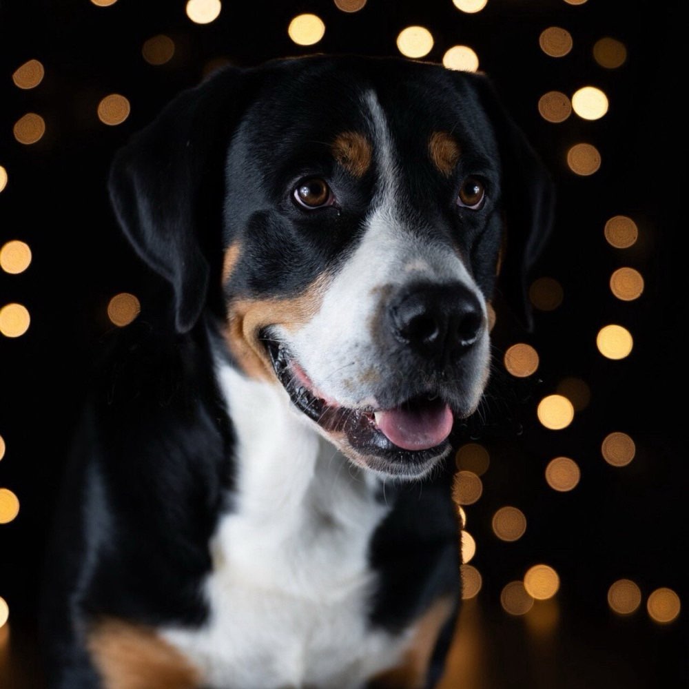 Hundetreffen-Spielen & Spazieren-Profilbild