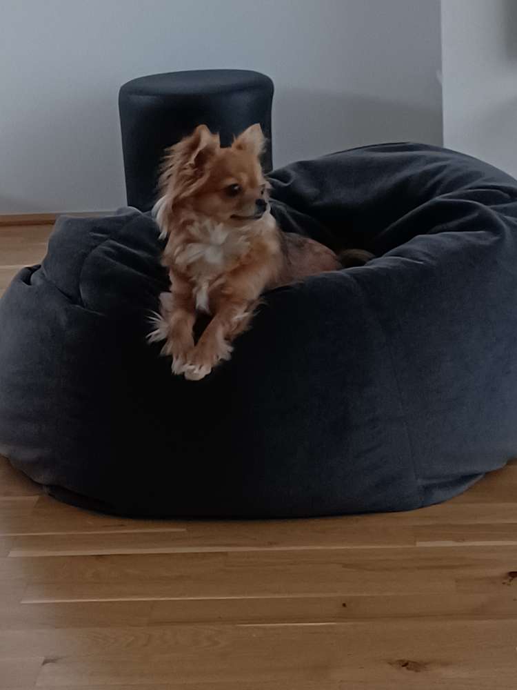 Hundetreffen-Chihuahua treffen-Profilbild