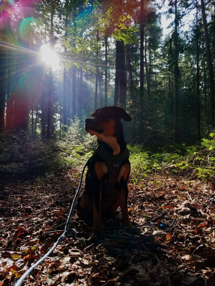 Hundetreffen-Spaziergänge-Profilbild