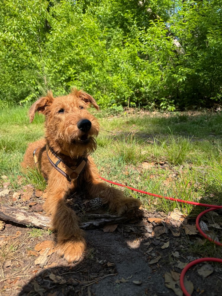 Hundetreffen-Gemeinsame Gassi-Runden-Profilbild