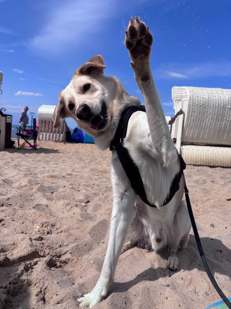 Hundetreffen-Regelmäßige Trainings- und Spielfreund(e)-Profilbild